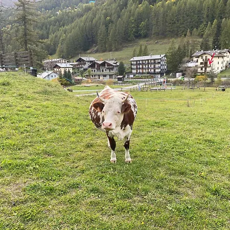 Appartamento Casa Della Scultrice Champoluc